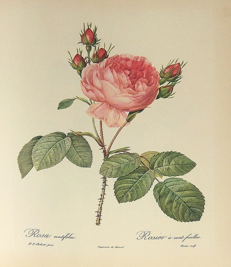 Rosa centifolia